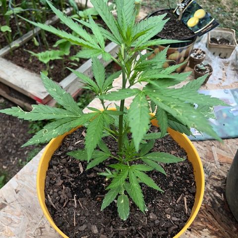 Banana Kush OOG growlog in Outdoor