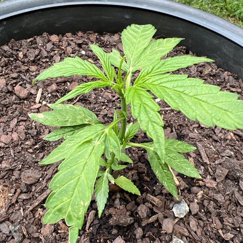 Banana Kush OG growlog photo