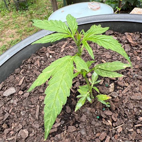 Banana Kush OG growlog photo