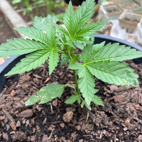 Deadband 7 30% growlog photo