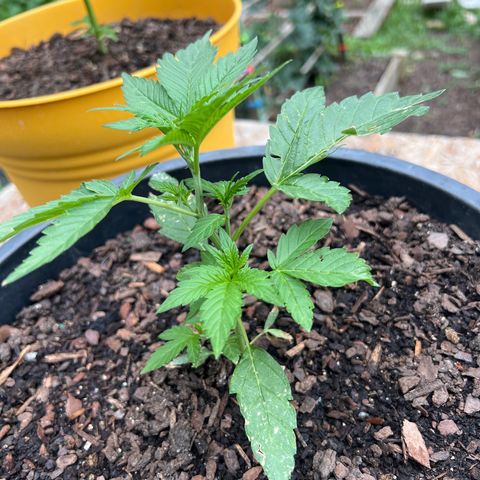 Deadband 7 30% growlog photo