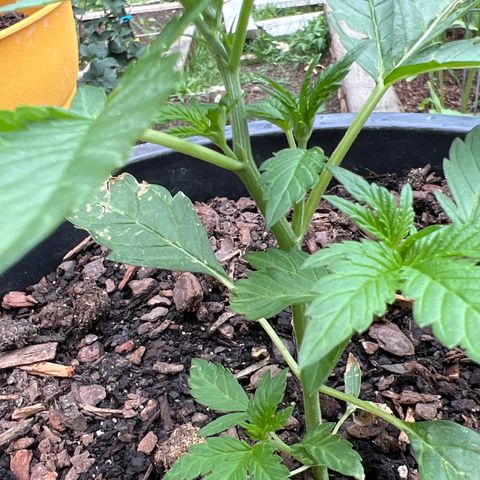 Deadband 7 30% growlog photo