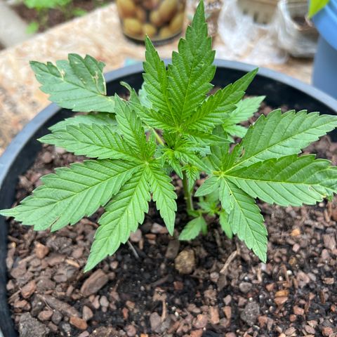 Deadband 7 30% growlog in Outdoor