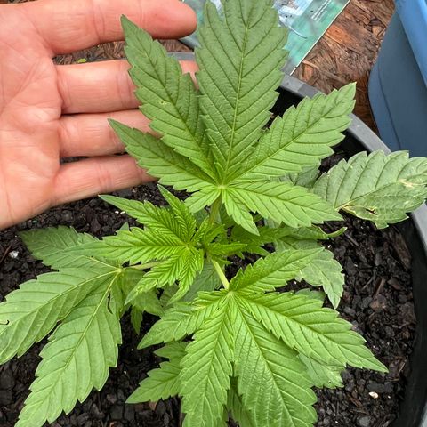 Deadband 7 30% growlog timeline photo