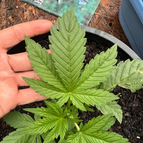 Deadband 7 30% growlog timeline photo