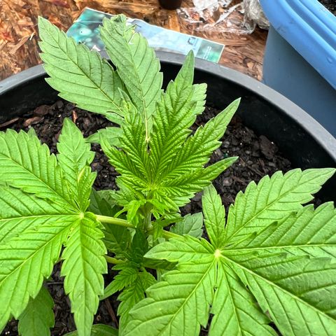 Deadband 7 30% growlog timeline photo