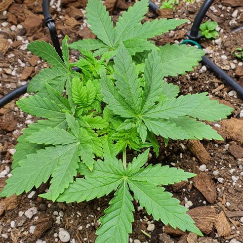 Wedding Cake growlog timeline photo