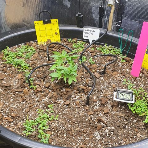 Wedding Cake growlog timeline photo