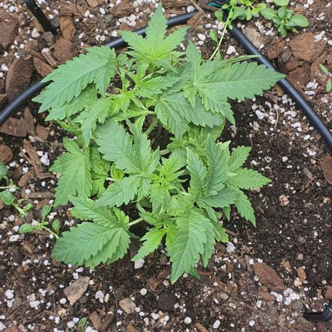 Wedding Cake growlog timeline photo