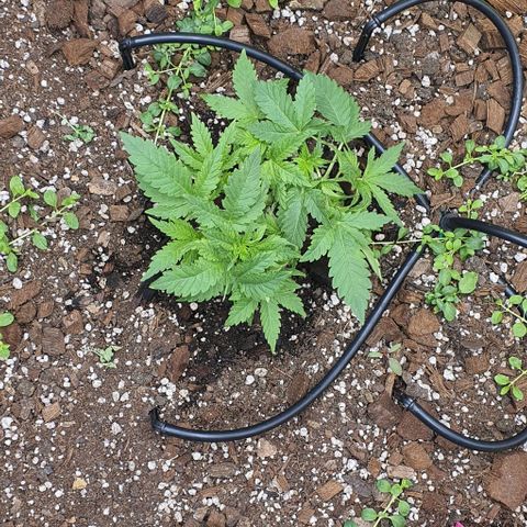 Wedding Cake growlog timeline photo