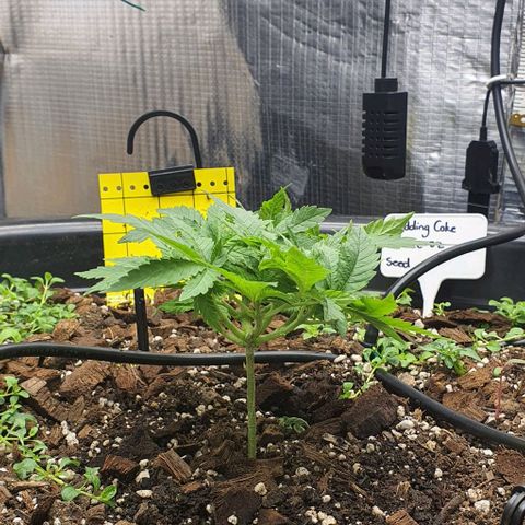 Wedding Cake growlog timeline photo