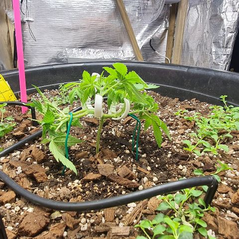 Wedding Cake growlog timeline photo