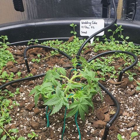 Wedding Cake growlog timeline photo
