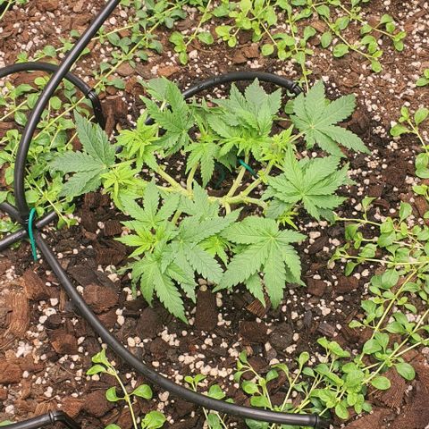 Wedding Cake growlog timeline photo