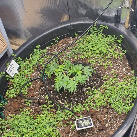 Wedding Cake growlog timeline photo