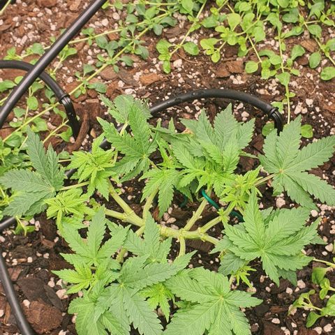Wedding Cake growlog timeline photo