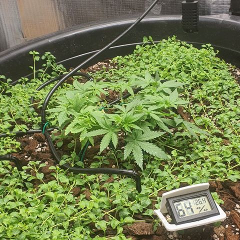 Wedding Cake growlog timeline photo