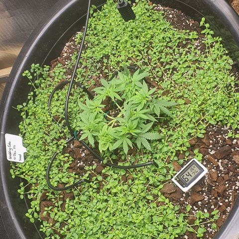 Wedding Cake growlog timeline photo