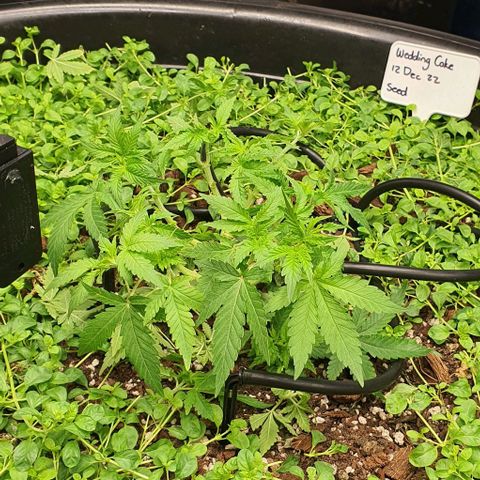 Wedding Cake growlog timeline photo