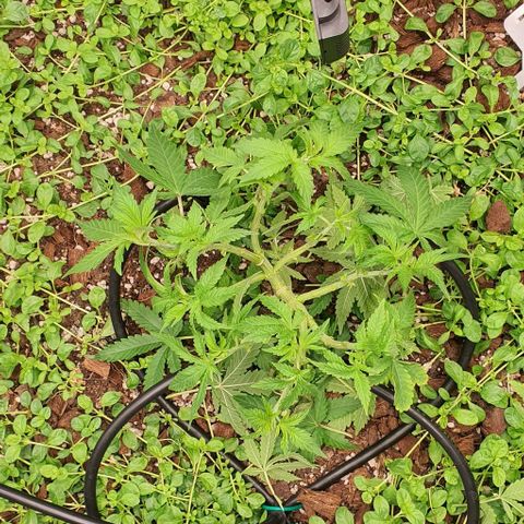 Wedding Cake growlog timeline photo