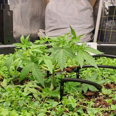 Wedding Cake growlog timeline photo