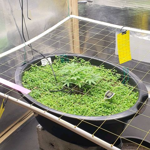 Wedding Cake growlog timeline photo