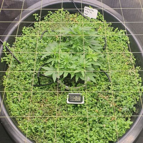 Wedding Cake growlog timeline photo