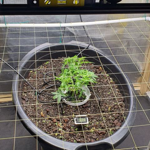 Wedding Cake growlog timeline photo