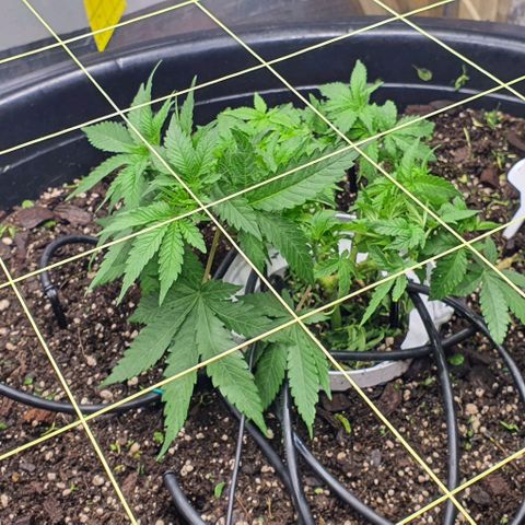 Wedding Cake growlog timeline photo