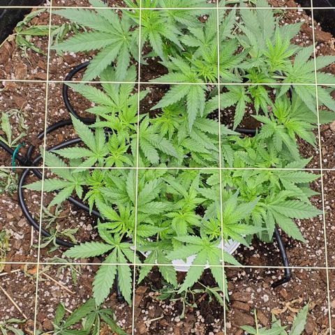 Wedding Cake growlog timeline photo