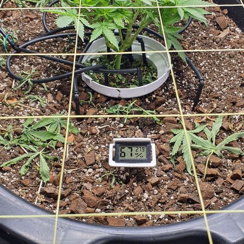 Wedding Cake growlog timeline photo