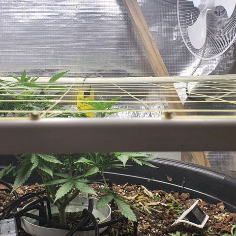 Wedding Cake growlog timeline photo