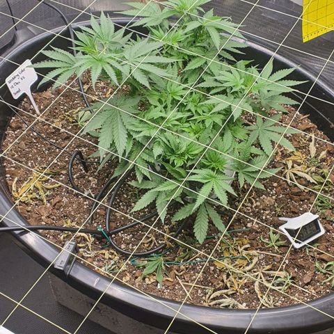 Wedding Cake growlog timeline photo