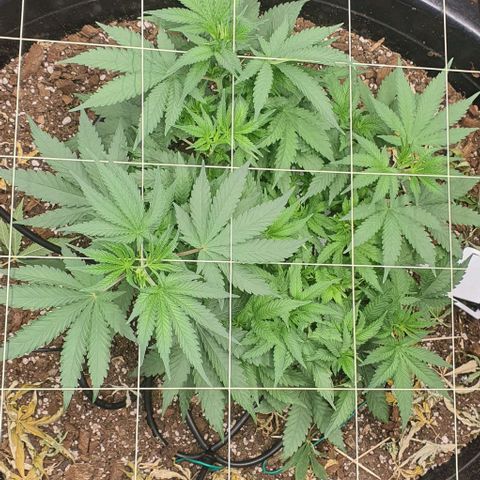 Wedding Cake growlog timeline photo
