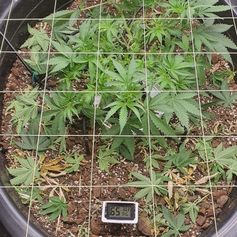 Wedding Cake growlog timeline photo