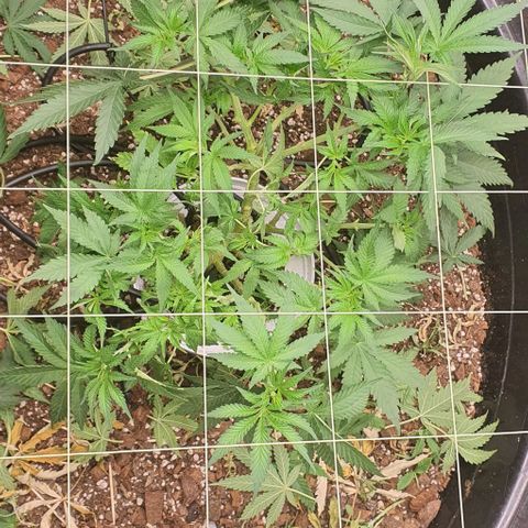 Wedding Cake growlog timeline photo