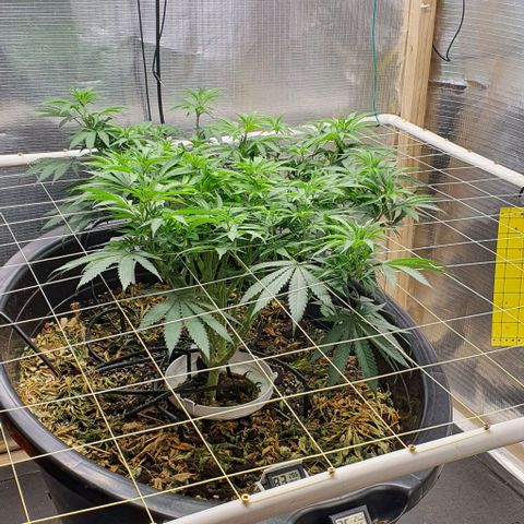Wedding Cake growlog timeline photo