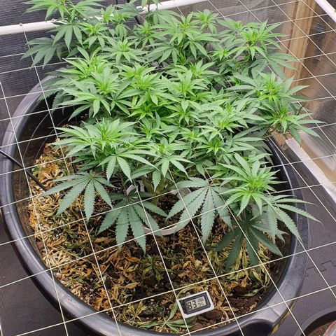 Wedding Cake growlog timeline photo
