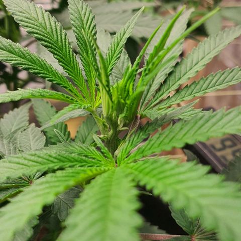 Wedding Cake growlog timeline photo