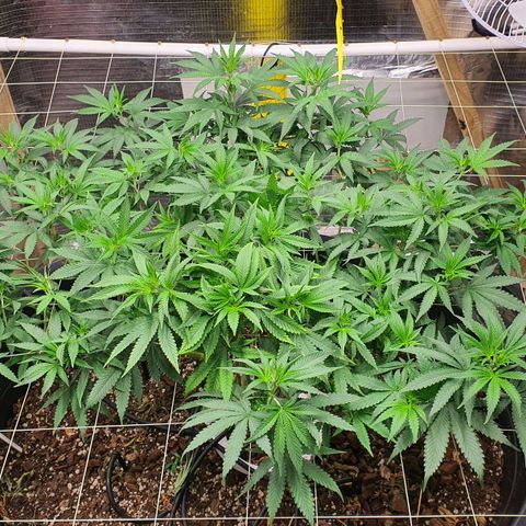 Wedding Cake growlog timeline photo