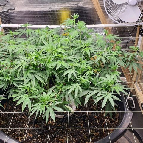 Wedding Cake growlog timeline photo