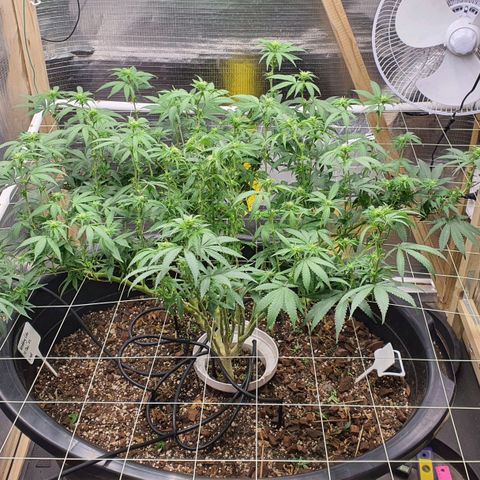 Wedding Cake growlog timeline photo