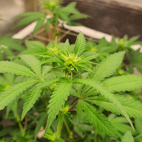 Wedding Cake growlog timeline photo