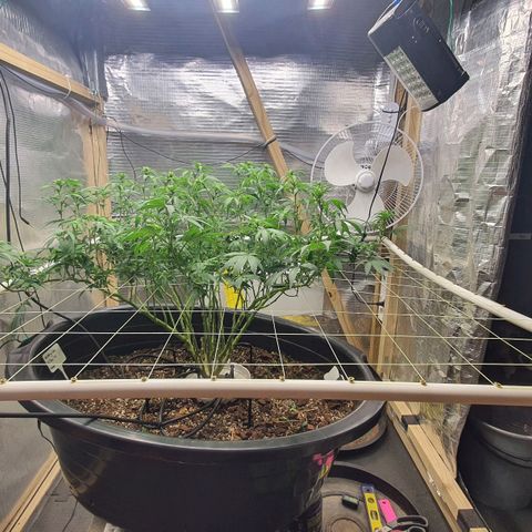 Wedding Cake growlog timeline photo