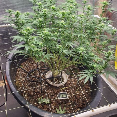 Wedding Cake growlog timeline photo