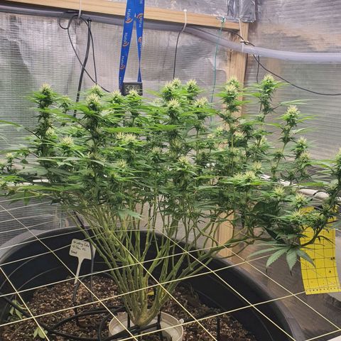 Wedding Cake growlog timeline photo
