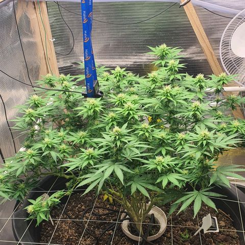 Wedding Cake growlog timeline photo