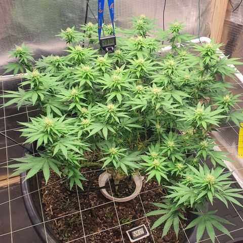 Wedding Cake growlog timeline photo