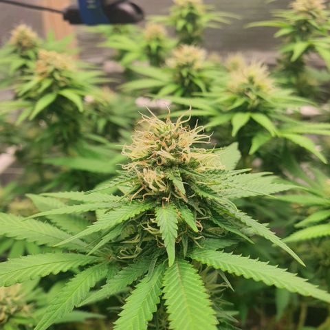 Wedding Cake growlog timeline photo