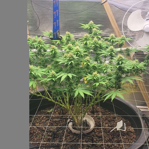 Wedding Cake growlog timeline photo